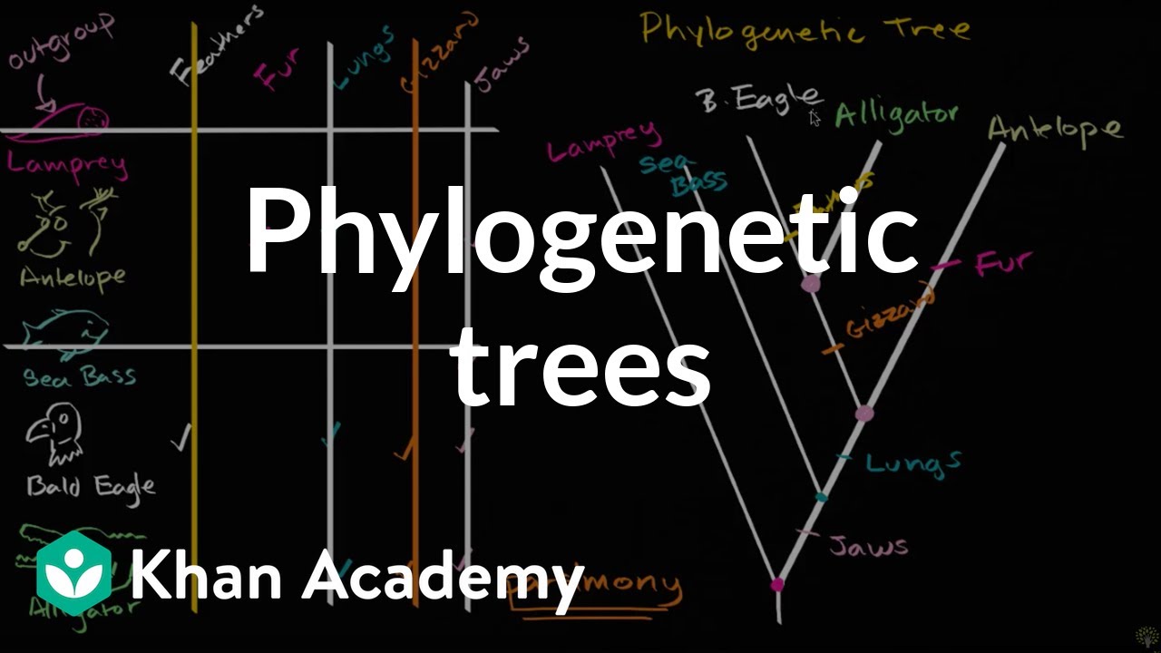 Understanding And Building Phylogenetic Trees High School Biology
