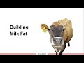 strategies for boosting milk components