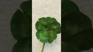 5 leaf clover!!!! 1 in a million chance! #amazing #viral #lucky #clover  #shorts