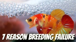 7 COMMON REASONS BETTA BREEDING FAILURE