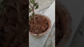 मरते हुए गुड़हल के पौधे को कैसे बचाएं और कैसे उसकी देखभाल करें मरते हुए गुड़हल के पौधे को कैसे बचाएं और कैसे उसकी देखभाल करें