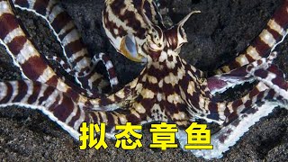 到了拟态章鱼的时候了，沿着盆壁就想跑？希望他活的长久#Chinese Aquaman frank