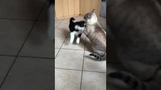 Aisha Vs Lucky 🥰 ( border collie cucciola Vs  border gatto blue merle tricolor 🤣 )