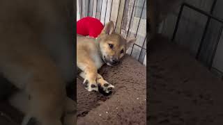 【豆柴犬】小吉くんの手がかわいい♡眠たそう🥱