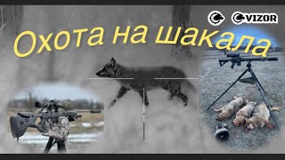 Охота на шакала, регулирование численности