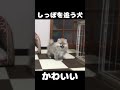 自分のしっぽを追いかける犬 shorts ポメラニアン 子犬