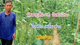 เกษตรพอเพียงใช้พื้นที่น้อยปลูกพืชอายุสั้น90วันทำเงินพื้นที่ดินทรายทำเงินได้ตลอดปี|กบปลาพารวย