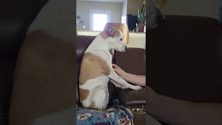 Why Your Dog Puts Its Paw on You?