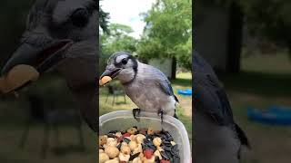 How to call a Blue Jay