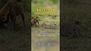 Hyena robs leopard of food鬣狗搶奪花豹的食物#野生動物 #nature#leopard #鬣狗