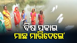 ‘ବିଷ ପକାଇ ମାଛ ମାରିଦେଲେ’ || Someone Killed Fishes By Poison In Kendrapara || Odisha Reporter