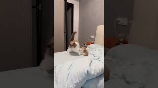 😹Cats Doing Cat Things😹 (15)