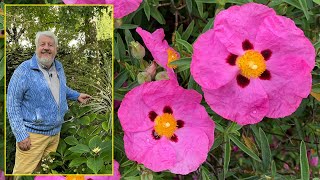 CISTES : ARBUSTES À FLEURS CHAMPIONS DE LA RÉSISTANCE À LA SÉCHERESSE… Le Quotidien du Jardin N°272