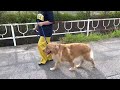 ゴールデン・レトリバーしつけ教室 散歩編 ゴールデンレトリバー しつけ教室 散歩 goldenretriever discipline