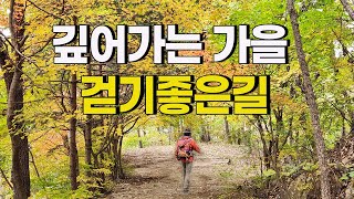 11월 추천! 깊어가는 가을 걷기 좋은 길. 가족 단풍여행 최고의 장소.메타쉐콰이어숲