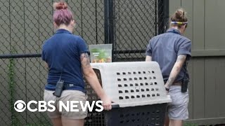 Florida zoo prepares for Hurricane Milton