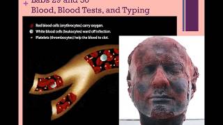 NAU Bio 202 Lab 2 - Blood and Blood Typing