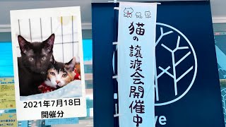 猫の譲渡会P2会場から🍀【2021年7月18日】ねこ99福岡