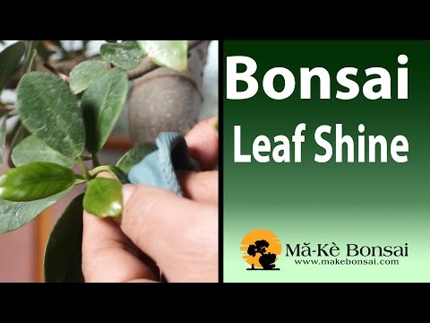 100) Homemade Leaf Clean and Shine for you bonsai and house plants 100) Homemade Leaf Clean and Shine for you bonsai and house plants