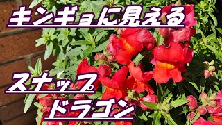 【花】キンギョソウの育て方・摘芯2回目