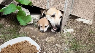 The Stray Dog Had Puppies Under My Balcony!