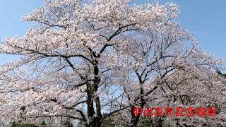 宝達志水町の桜2021