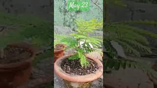 Tamarind bonsai under training pot #viral #trendingshorts #tutorial #bonsai