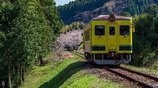 春の房総タイムラプス 4K～大山千枚田に煌めく星空・菜の花と桜の小湊鐵道・いすみ鉄道 2019 年4月 ～ /Japan Time Lapse 4K