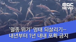 '멸종 위기' 명태 되살리기…내년부터 1년 내내 포획 금지 (2018.07.02/뉴스콘서트/MBC)