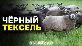 Племенные овцы породы ТЕКСЕЛЬ! Где купить овец в России? Чёрный Тексель из Британии! Разведение овец