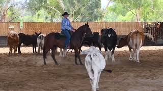 2024 Nutrien Classic Sale - Lot 329 - EVERLEIGH DELIGHT