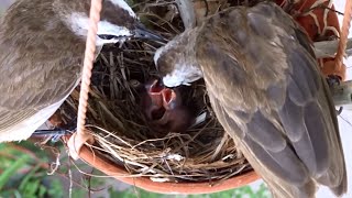 Parents Looking After Their Chicks - Yellow Vented Bulbul