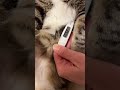 猫の体温の意外な測り方！