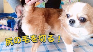 チワワのちゅらさん☆尻の毛を切る！サブチャンネルで初めまして〜