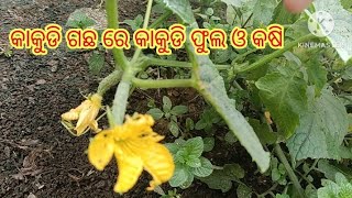 କାକୁଡି ଗଛ ରେ କିପରି ଫୁଲ ଓ କାକୁଡି ହେଇଛି ଦେଖନ୍ତୁ #cucumberplant #healthy food