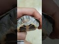 turtle looking at the camera