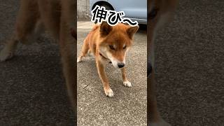 ’24.9.28 朝から張り切る力丸！ #柴犬 #柴犬のいる暮らし #柴犬の日常 #昼寝 #遠吠え #力丸