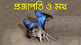 প্রজাপতি ও মথ | Butterfly and Moth