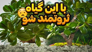 کراسولا گیاهی که به ثروتمند شدنتون کمک میکنه 😉☘️ آموزش و درمان گیاهان ودرختان