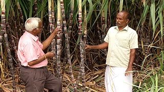 மற்ற கரும்பு வகைகளை விட பொங்கல் கரும்பு வகை அதிக லாபம் தரக்கூடியது... | மலரும் பூமி