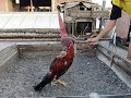 Melatih Fisik Ayam Dengan Boneka