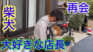 【柴犬】大好きな店長と再会！！