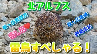 【雷鳥すぺしゃる❗】癒しの北アルプス