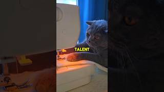 Deze kat heeft een bizar talent!❤️🐱