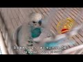 【インコの休日の過ごし方】 おしゃべりインコ お昼寝インコ 眠るインコ インコの寝顔 びっくりしたインコ 犬と鳥 インコの日常 犬とインコ インコ 湊のワンコトリ