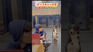 ナイスキャッチをする犬#dog#shorts#犬#犬のいる暮らし