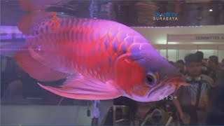 Kontes Kecantikan Ikan Arwana