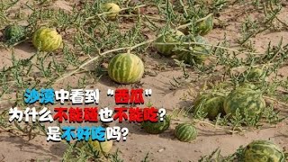 在沙漠看到“西瓜”，为什么不能碰也不能吃？是不好吃吗？