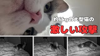 寝ている飼い主の上で暴れまわる猫【メインクーン】