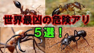 【ゆっくり解説】世界最凶の危険アリ５選！